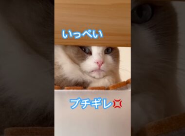 ちょっとお出掛けしてくるねーって言ったら…いっぺいがブチギレました😭🤣😱😅💦#ラグドール #猫好きさんと繋がりたい #いっぺいdialy