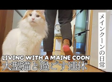 メインクーンとのんびり過ごす3連休│畑仕事│天むす作り