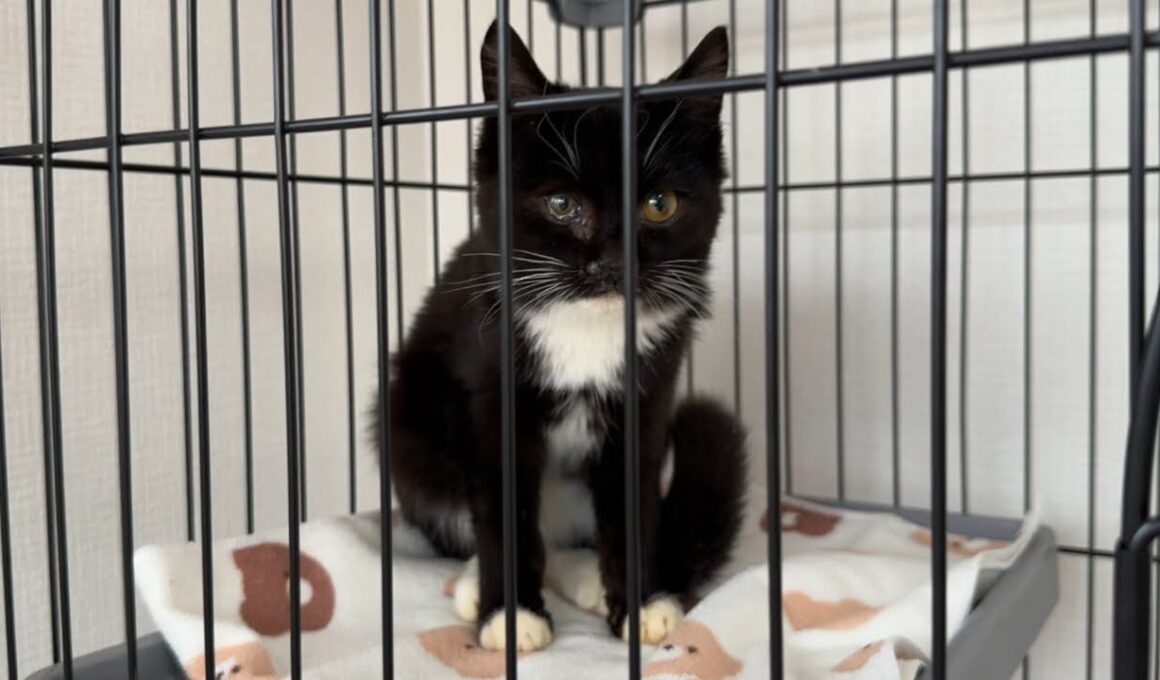 本日保護した子猫のお披露目LIVE配信💕