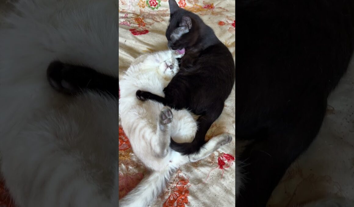 両足を挙げて、お腹を丸出し、シャムの子ネコ雫。黒猫の黒夢が支えながら、グルーミング