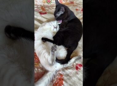 両足を挙げて、お腹を丸出し、シャムの子ネコ雫。黒猫の黒夢が支えながら、グルーミング