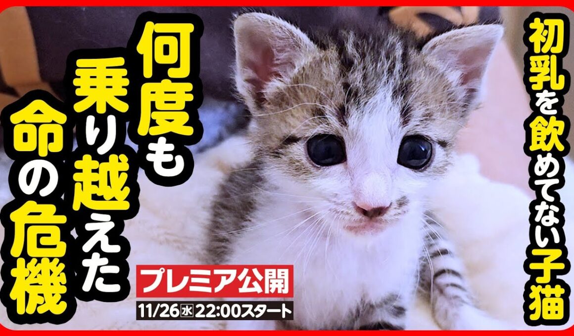 【子猫 保護】へその緒が絡まり合っていた乳飲み子…何度も乗り越えた命の危機【続編】