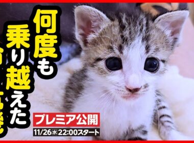 【子猫 保護】へその緒が絡まり合っていた乳飲み子…何度も乗り越えた命の危機【続編】