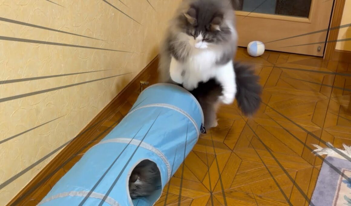 【大人気‼︎】トンネルで遊んでいたら、不思議ちゃんが発動したwwwノルウェージャンフォレストキャットとターキッシュアンゴラ
