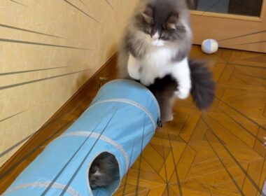 【大人気‼︎】トンネルで遊んでいたら、不思議ちゃんが発動したwwwノルウェージャンフォレストキャットとターキッシュアンゴラ