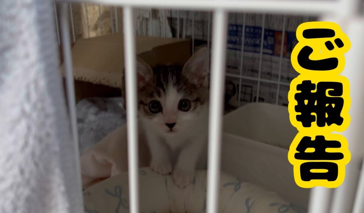 【子猫日記8】ご報告が遅くなりました🙇‍♀️子猫に襲われながらご報告します