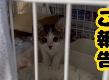 【子猫日記8】ご報告が遅くなりました🙇‍♀️子猫に襲われながらご報告します