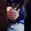 膝の上のシャム猫さん#猫#ねこ#cat#Shorts