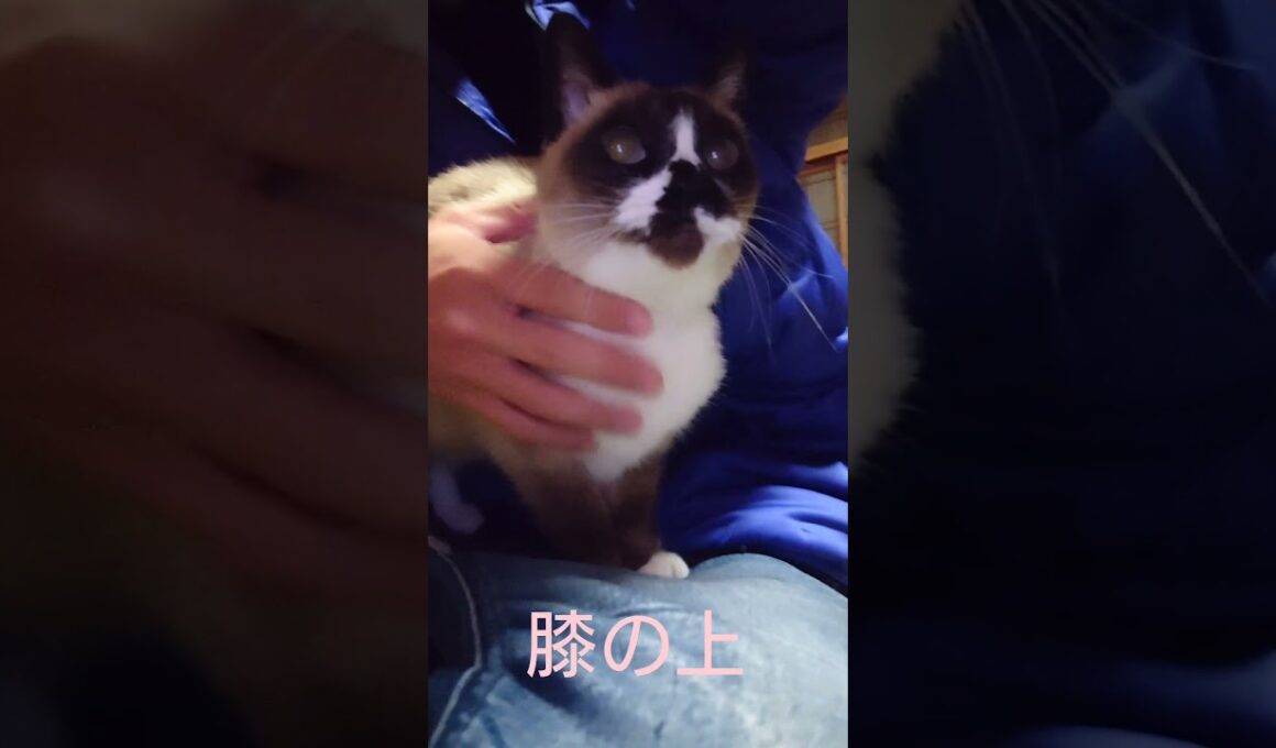 膝の上のシャム猫さん#猫#ねこ#cat#Shorts