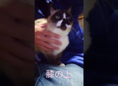 膝の上のシャム猫さん#猫#ねこ#cat#Shorts