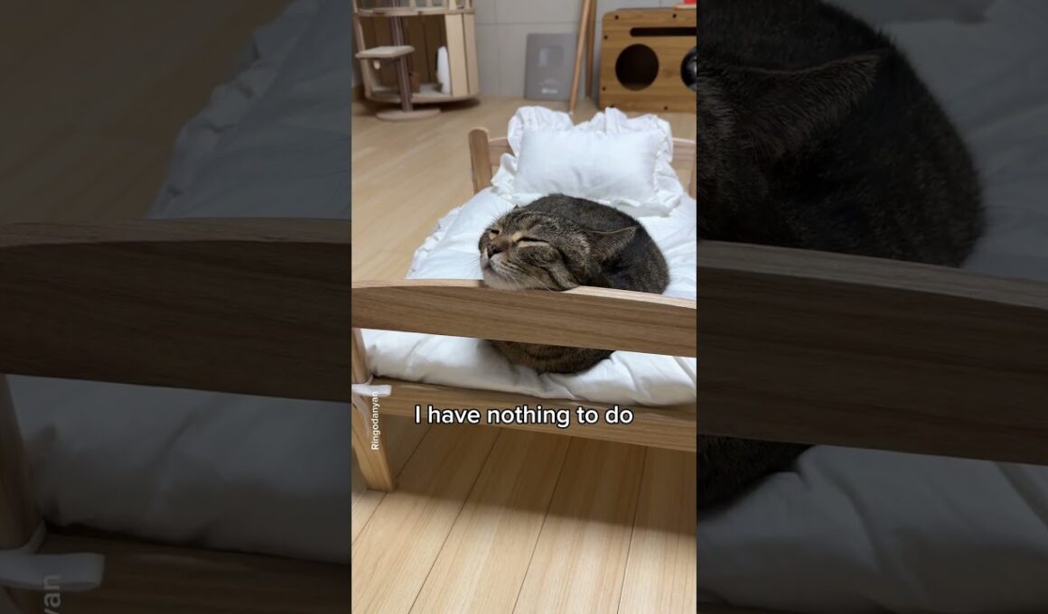 Try to do nothing once a week😴 #shorts #cat #funny