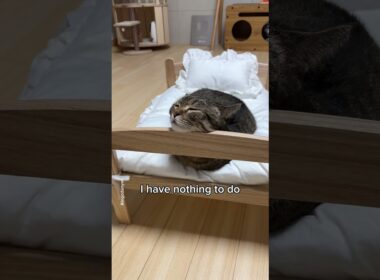 Try to do nothing once a week😴 #shorts #cat #funny