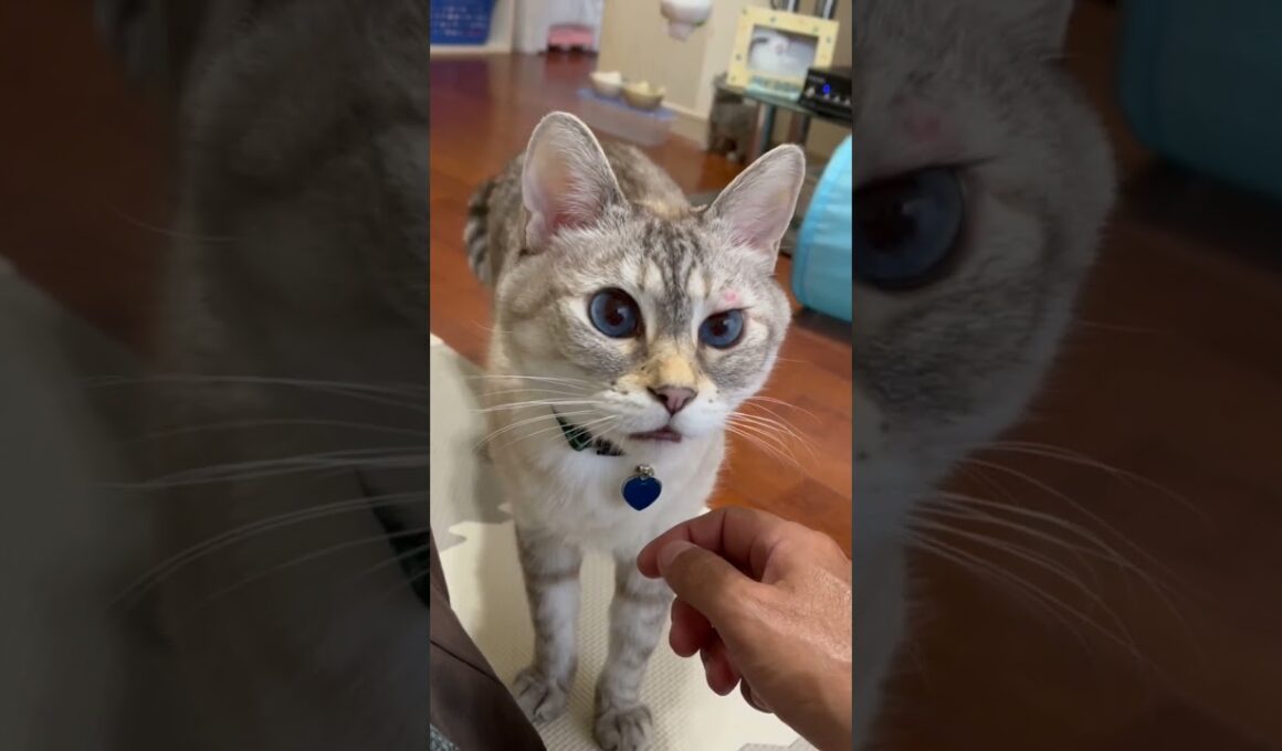 可愛い声でお願い事する猫