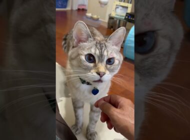 可愛い声でお願い事する猫