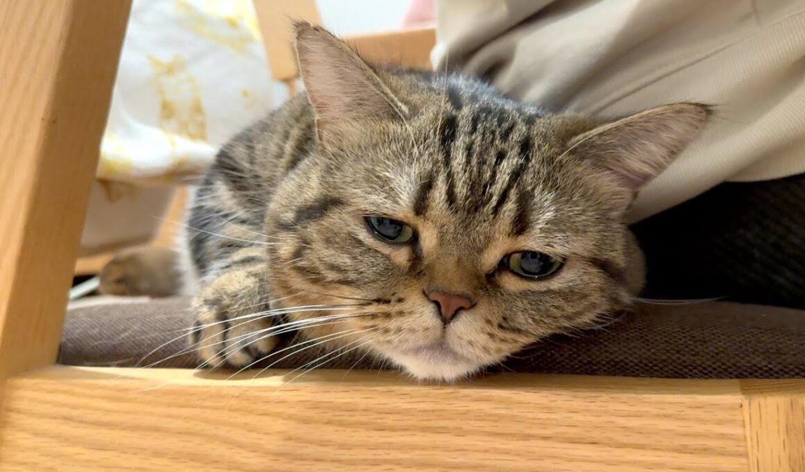 ママのおしりと椅子をシェアする猫が可愛い！