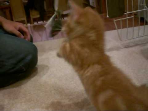 短足マンチカン・くぅ～の猫・ねこ・ネコパンチ