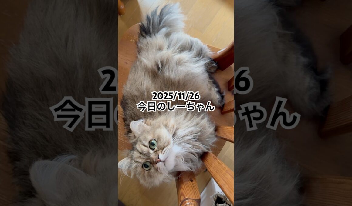 2025/11/26今日のしーちゃん #猫 #ペルシャ #シエル #cat #猫のいる暮らし