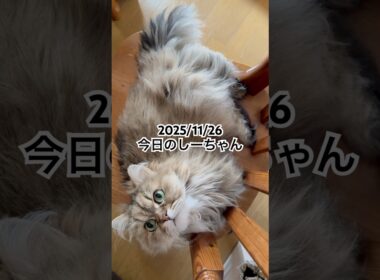 2025/11/26今日のしーちゃん #猫 #ペルシャ #シエル #cat #猫のいる暮らし