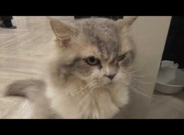 猫カフェMOCHAアルシェ大宮店　一瞬で行ってしまう毛足の長いスクーカム猫と丸いテーブルからやってくるペルシャ猫の子猫