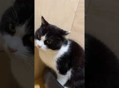 保護猫のおしっこが飛び散ってるのはコレが原因でした🙄雄猫のマーキング🚽 #shorts