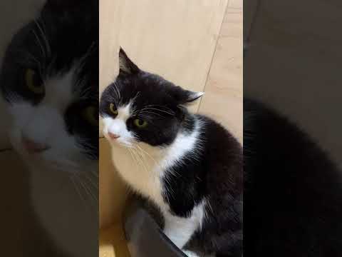 保護猫のおしっこが飛び散ってるのはコレが原因でした🙄雄猫のマーキング🚽 #shorts