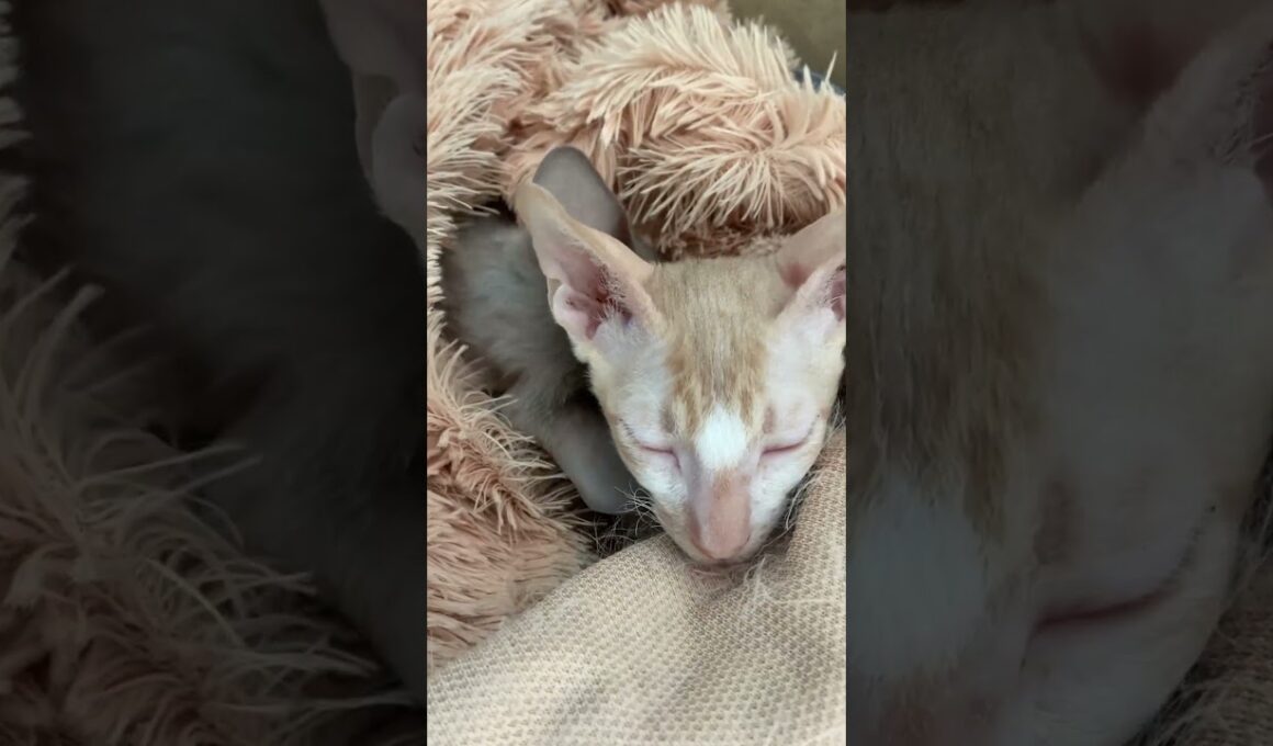 Me and My Bro When Life Is Just Too Much 😴🛏️🐾 #short #cat #cute