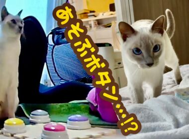 会話ボタン「あそぶ」を押したのに…猫が可愛すぎた🐾予期せぬ行動…！？【トンキニーズ】Pressed “Play”… Cat too cute!? 🐾 [Tonkinese］