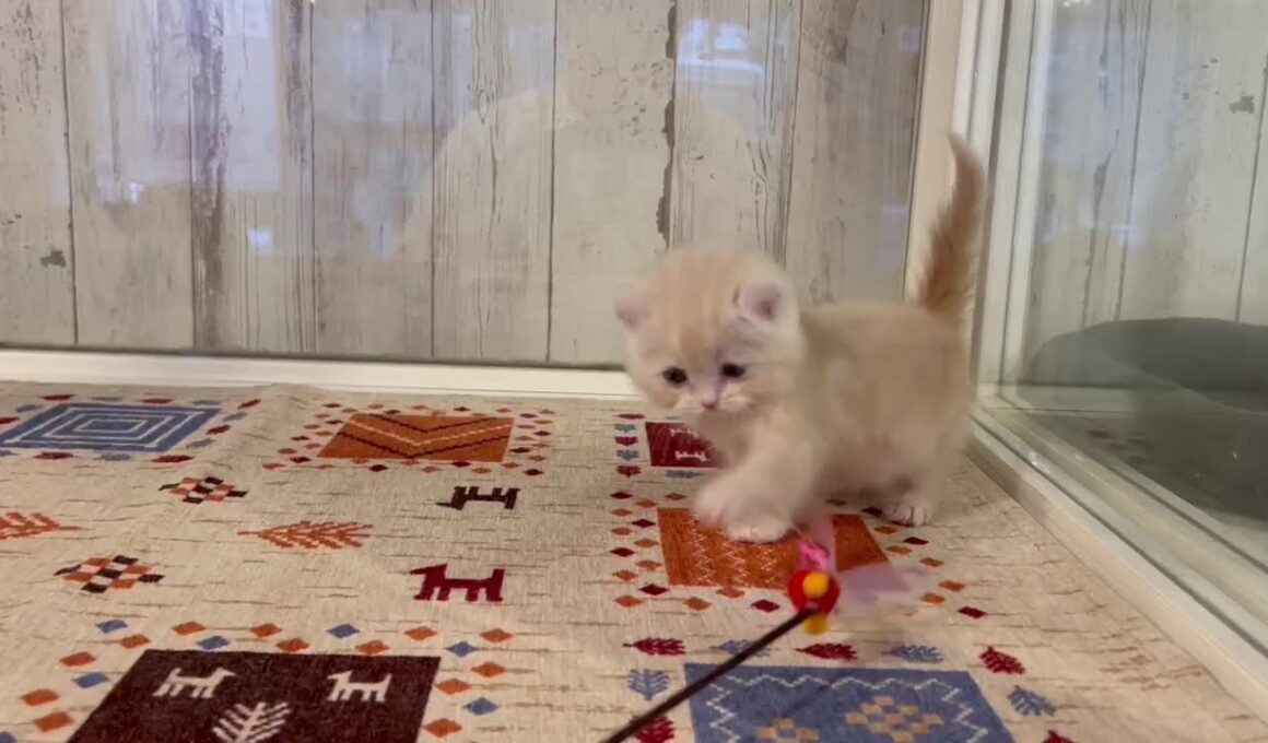 アメリカンカール　男の子　2025/9/14生まれ