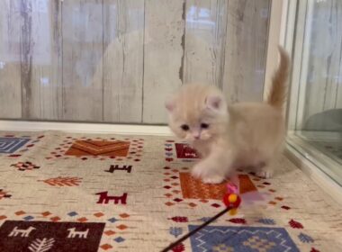 アメリカンカール　男の子　2025/9/14生まれ