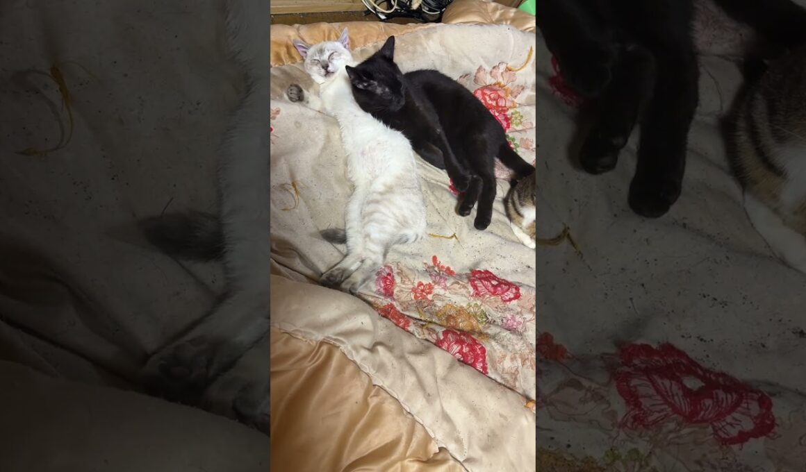 布団好きネコたち。シャムの子ネコ雫ちゃん、南斗聖拳サウザーのポーズで寝る