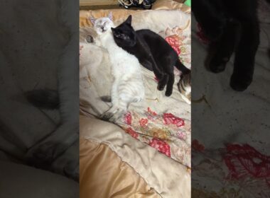 布団好きネコたち。シャムの子ネコ雫ちゃん、南斗聖拳サウザーのポーズで寝る