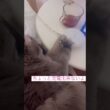 お邪魔しないで #猫動画 #アメリカンカール #cats