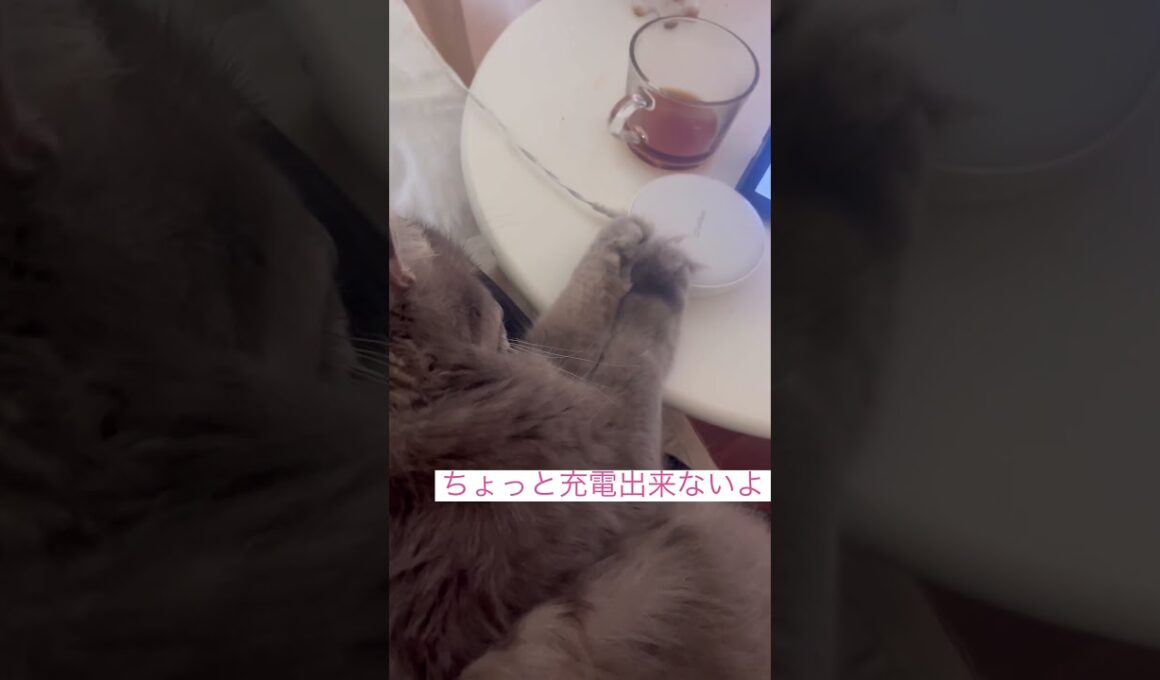 お邪魔しないで #猫動画 #アメリカンカール #cats