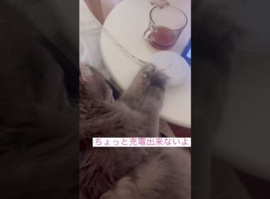 お邪魔しないで #猫動画 #アメリカンカール #cats