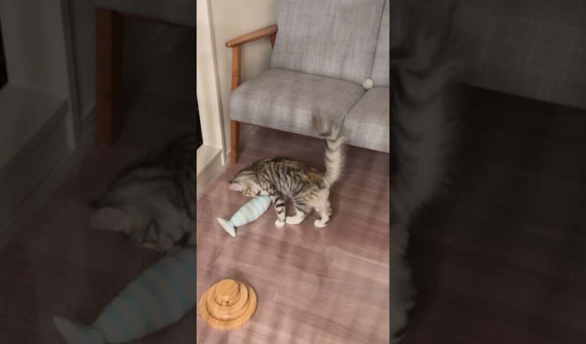 『(初めて)🐟お魚くわえたサバトラ猫』 #ノルウェージャンフォレストキャット #norwegian #ネコ #猫  #かわいい #shorts