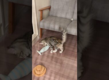 『(初めて)🐟お魚くわえたサバトラ猫』 #ノルウェージャンフォレストキャット #norwegian #ネコ #猫  #かわいい #shorts