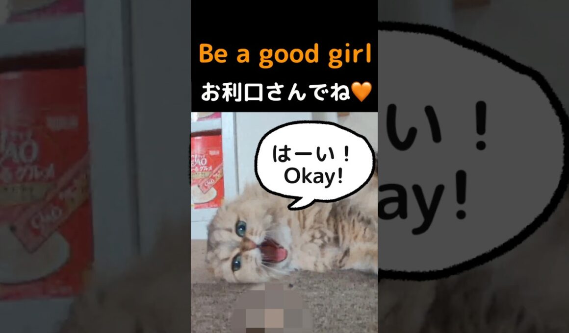 The Cutest Little Send-Off Ever | Cat Reaction#cat #persiancat #cutecat #catreaction #catlovers #cat