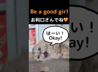 The Cutest Little Send-Off Ever | Cat Reaction#cat #persiancat #cutecat #catreaction #catlovers #cat