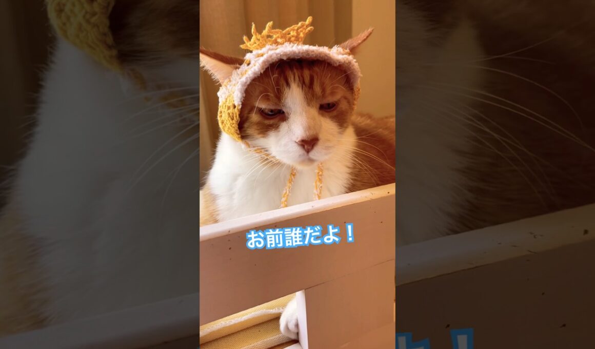 かわゆさ対決にゃないんにゃよ！#shorts #cat #猫のいる暮らし