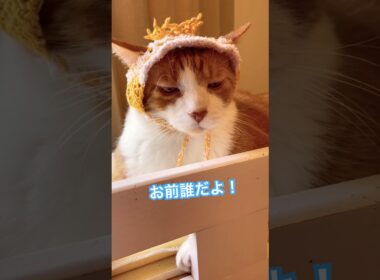 かわゆさ対決にゃないんにゃよ！#shorts #cat #猫のいる暮らし