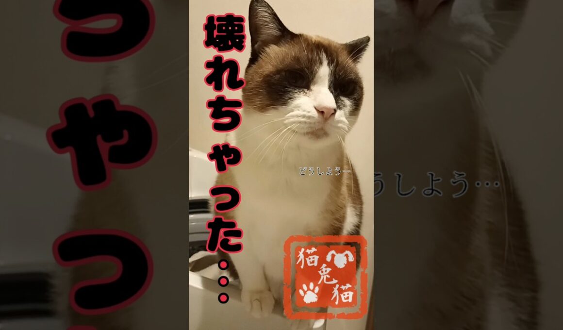 なぜ今⋯せめて夏の間に来てほしかった#サスペンス #tnr #スノーシュー猫 #tnr #cat #猫のいる暮らし #保護ねこ