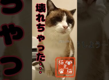 なぜ今⋯せめて夏の間に来てほしかった#サスペンス #tnr #スノーシュー猫 #tnr #cat #猫のいる暮らし #保護ねこ