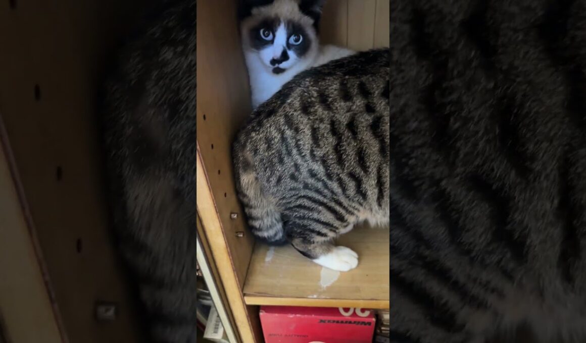 キジシロのルル、シャムの子ねこパンダくんのいる、カラーボックスの棚に入り、食事を奪う。ルル「パンダくんを、安心させる為よ」