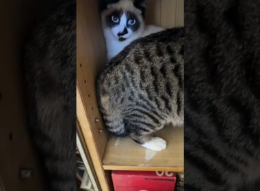 キジシロのルル、シャムの子ねこパンダくんのいる、カラーボックスの棚に入り、食事を奪う。ルル「パンダくんを、安心させる為よ」