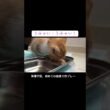 保護子猫、預かり後はじめての給食で珍プレー #cat  #猫  #ねこ  #保護猫 #cute #猫のいる暮らし #子猫 #kitten #shorts  #こねこ