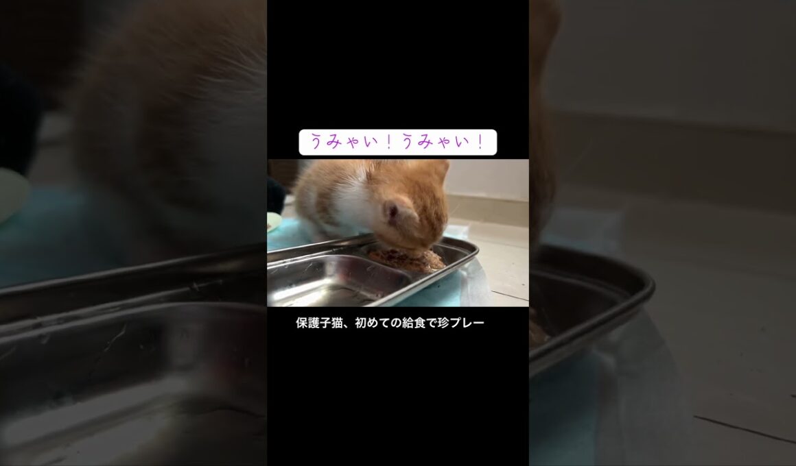 保護子猫、預かり後はじめての給食で珍プレー #cat  #猫  #ねこ  #保護猫 #cute #猫のいる暮らし #子猫 #kitten #shorts  #こねこ