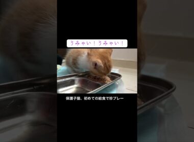 保護子猫、預かり後はじめての給食で珍プレー #cat  #猫  #ねこ  #保護猫 #cute #猫のいる暮らし #子猫 #kitten #shorts  #こねこ