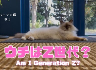 バーマン猫ラフ【ウチはZ世代？】Am I Generation Z?（バーマン猫）Birman/Cat