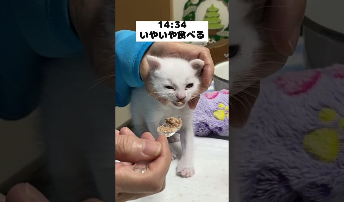 離乳食の美味しさに気付いた赤ちゃん猫の1日