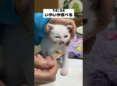離乳食の美味しさに気付いた赤ちゃん猫の1日